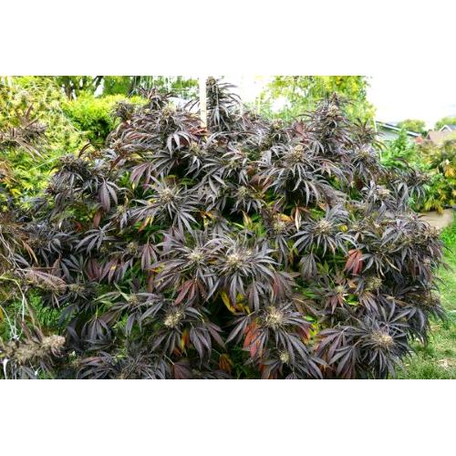 HUMBOLDT SEEDS - WHITE RUNTZ FAST - 5 SEEDS