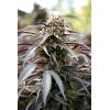 HUMBOLDT SEEDS - WHITE RUNTZ FAST - 3 SEEDS