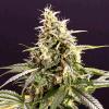 HUMBOLDT SEEDS - CHEM BOMB AUTO - 10 SEMI