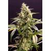 HUMBOLDT SEEDS - CHEM BOMB AUTO - 10 SEMI