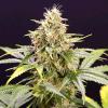 HUMBOLDT SEEDS - CHOCOLATE MINT OG AUTO - 10 SEMI