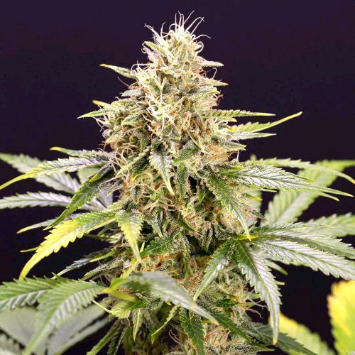 HUMBOLDT SEEDS - CHOCOLATE MINT OG AUTO - 5 SEMI