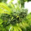 HUMBOLDT SEEDS - MANGO OG AUTO - 3 SEMI