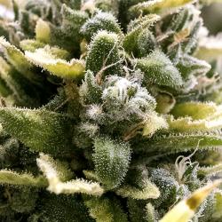 HUMBOLDT SEEDS - OG KUSH AUTO - 3 SEMI
