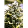 HUMBOLDT SEEDS - OG KUSH AUTO - 10 SEMI