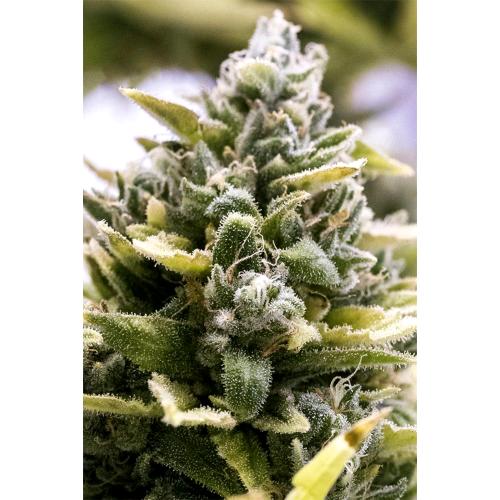 HUMBOLDT SEEDS - OG KUSH AUTO - 3 SEMI