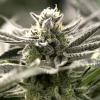 HUMBOLDT SEEDS - OGKZ AUTO - 10 SEMI