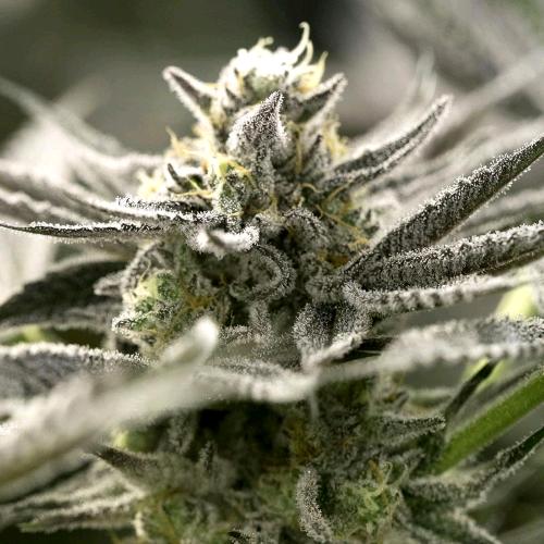 HUMBOLDT SEEDS - OGKZ AUTO - 3 SEEDS