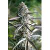 HUMBOLDT SEEDS - PINEAPPLE CHEM AUTO - 10 SEEDS