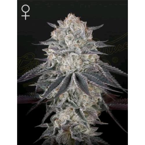 GREEN HOUSE - FULLGAS! FEM - 3 SEEDS