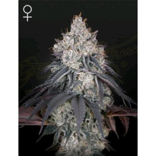 GREEN HOUSE - LEMON ORANGE FEM - 10 SEMI