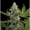 PARADISE SEEDS - GLOW STARZ FEM - 3 SEMI
