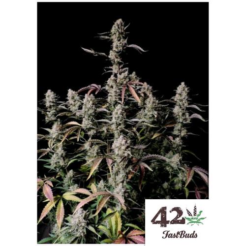 FAST BUDS - GORILLA ZKITTLEZ AUTO - 10 SEMI 
