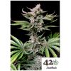 FAST BUDS - CHERRY COLA AUTO - 3 SEMI 