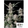 FAST BUDS - STRAWBERRY GORILLA AUTO - 2 SEEDS 