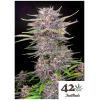 FAST BUDS - BANANA PURPLE PUNCH AUTO - 100 SEEDS