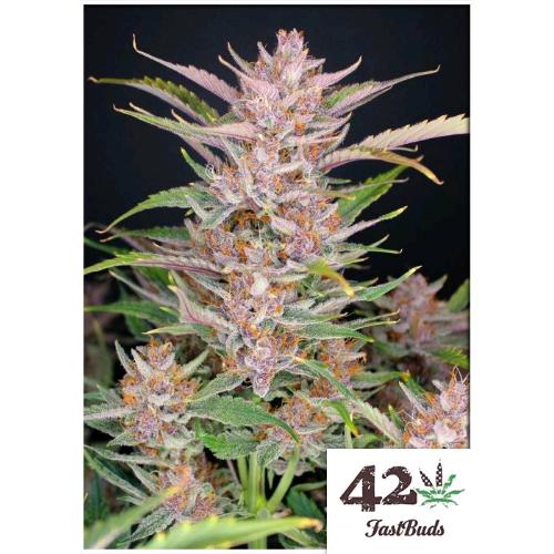 FAST BUDS - GORILLA PUNCH AUTO - 10 SEEDS 