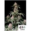 FAST BUDS - AMNESIA ZKITTLEZ AUTO - 3 SEEDS