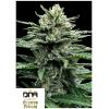 DNA GENETICS - STRAWBERRY BANANA AUTO - 10 SEEDS