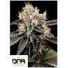 DNA GENETICS - CATARACT CAKE FEM - 3 SEMI