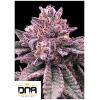 DNA GENETICS - DNA CAKE FEM - 5 SEEDS