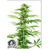 SENSI SEEDS - HONEY MELON HAZE FEM - 3 SEMI