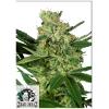SENSI SEEDS - PUMPKIN SPICE FEM FEM - 1 SEED