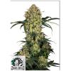 SENSI SEEDS - ALOHA OG FEM - 10 SEMI
