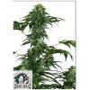 SENSI SEEDS - 420 PUNCH FEM - 3 SEMI