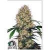 SENSI SEEDS - SENSI AMNESIA XXL AUTO - 3 SEEDS