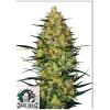 SENSI SEEDS - CARAMELLOW KUSH AUTO - 1 SEME