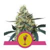 ROYAL QUEEN SEEDS - MIMOSA FEM - 1 SEED - USA PREMIUM 