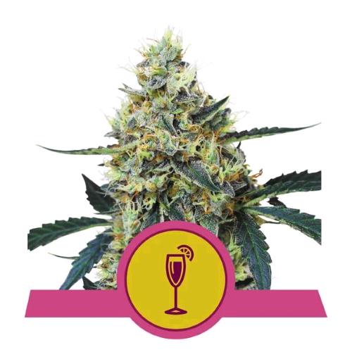 ROYAL QUEEN SEEDS - MIMOSA FEM - 1 SEME - USA PREMIUM 
