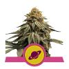 ROYAL QUEEN SEEDS - ROYAL SKYWALKER FEM - 1 SEME - USA PREMIUM 