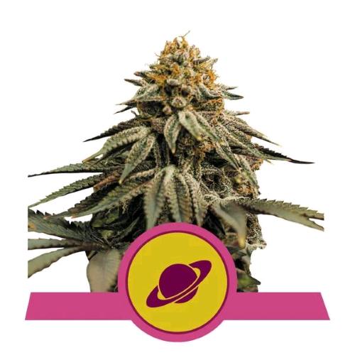 ROYAL QUEEN SEEDS - ROYAL SKYWALKER FEM - 3 SEEDS - USA PREMIUM 