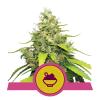 ROYAL QUEEN SEEDS - BLUE GELATO FEM - 1 SEME - USA PREMIUM 