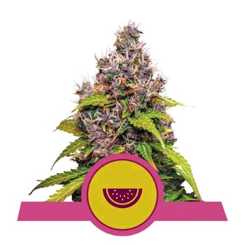 ROYAL QUEEN SEEDS - WATERMELON FEM - 1 SEED - USA PREMIUM 