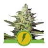 ROYAL QUEEN SEEDS - NORTH THUNDERFUCK AUTO - 3 SEMI - USA PREMIUM 