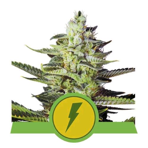 ROYAL QUEEN SEEDS - NORTH THUNDERFUCK AUTO - 5 SEMI - USA PREMIUM 