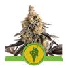 ROYAL QUEEN SEEDS - COOKIES GELATO AUTO - 10 SEMI - USA PREMIUM 