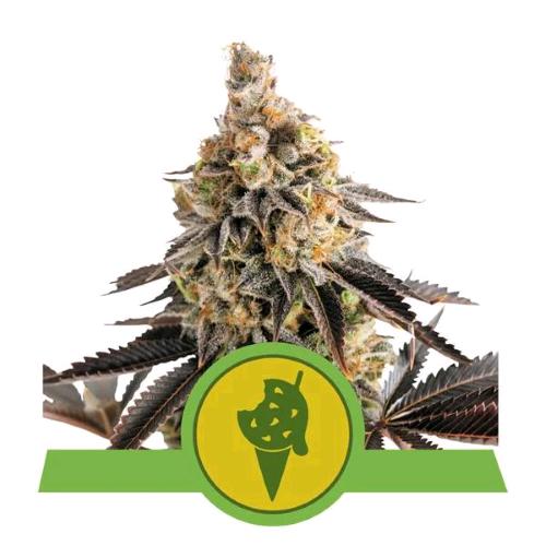 ROYAL QUEEN SEEDS - COOKIES GELATO AUTO - 3 SEMI - USA PREMIUM 