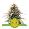 ROYAL QUEEN SEEDS - ROYAL RUNTZ AUTO - 1 SEME - USA PREMIUM 