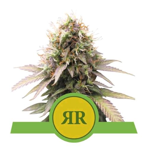 ROYAL QUEEN SEEDS - ROYAL RUNTZ AUTO - 5 SEMI - USA PREMIUM 