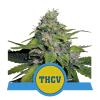 ROYAL QUEEN SEEDS - ROYAL THCV - FEM CBD - 1 SEME