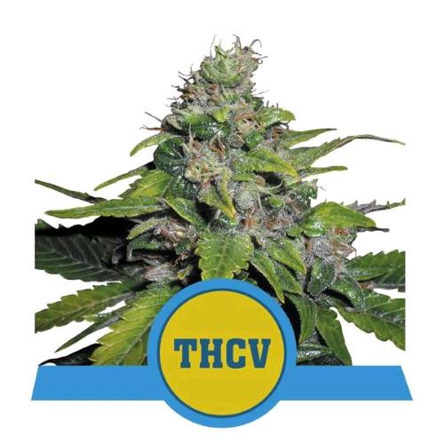 ROYAL QUEEN SEEDS - ROYAL THCV - FEM CBD - 10 SEMI