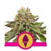 ROYAL QUEEN SEEDS - GREEN GELATO FEM - USA PREMIUM - 100 BULK SEEDS - USA PREMIUM 