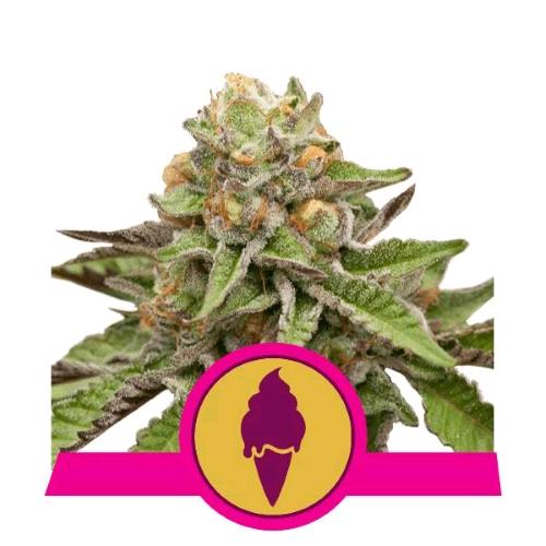 ROYAL QUEEN SEEDS - GREEN GELATO FEM - 10 SEEDS - USA PREMIUM 