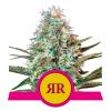 NEW - ROYAL QUEEN SEEDS - ROYAL RUNTZ  FEM - 10 SEMI 