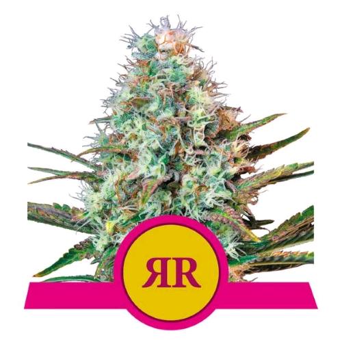 ROYAL QUEEN SEEDS - ROYAL RUNTZ FEM - 5 SEEDS - USA PREMIUM 