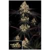 PARADISE SEEDS - SUNSET PARADISE FEM - 10 SEMI